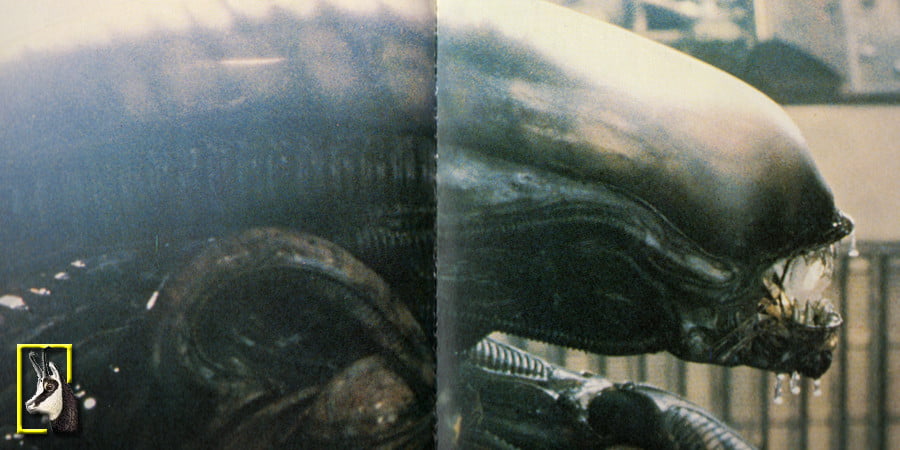 alien-testa